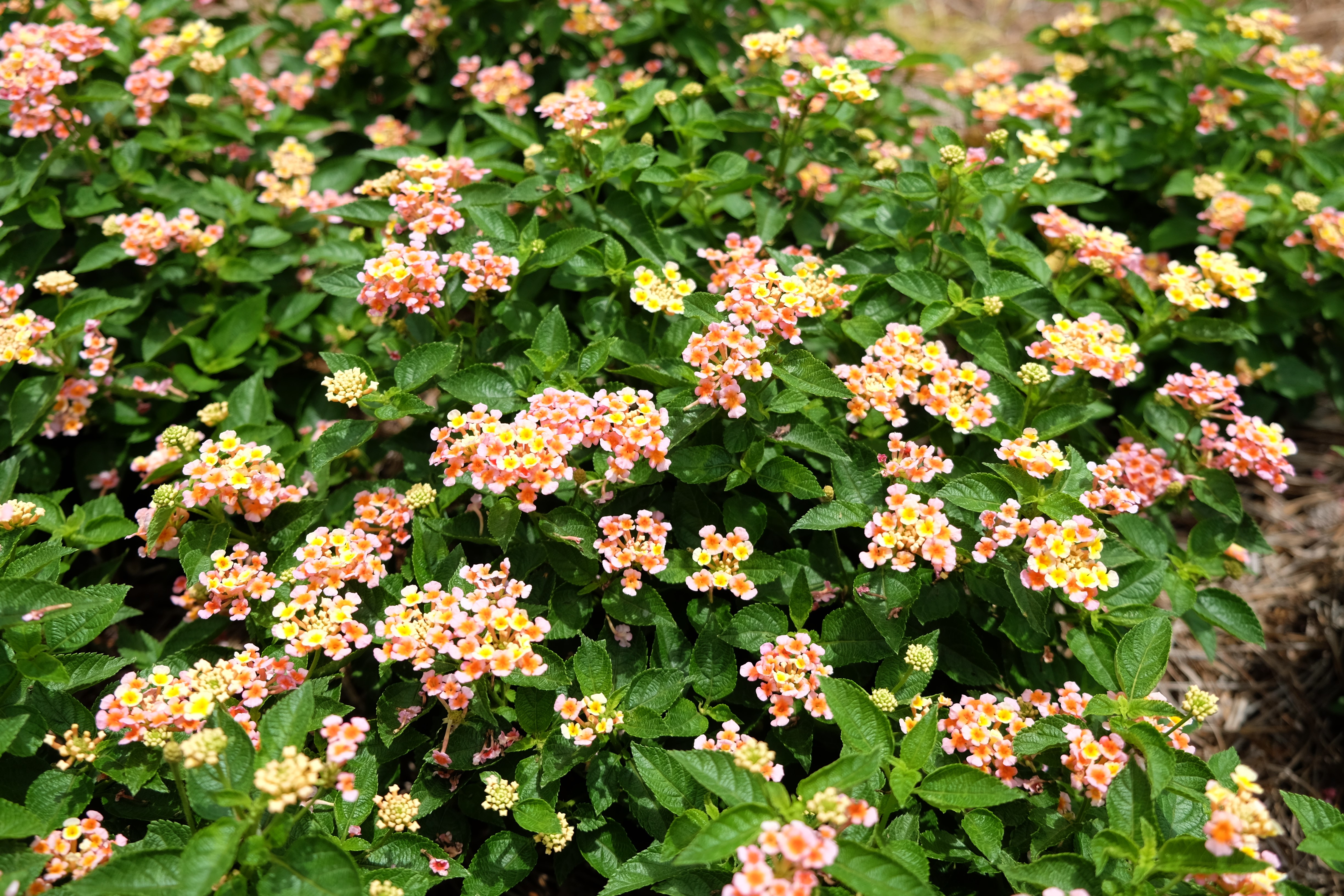 shamrock peach lantanaJPG